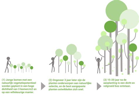 methode miyawaki – Urban Forests - URBAN FORESTS