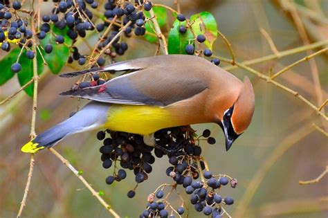 Cedar Waxwing Migration: Where Do Waxwings Go in Winter? - Birds and Blooms