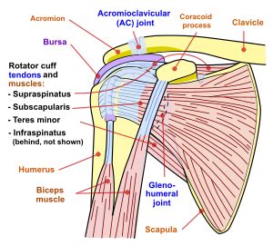 Shoulder problem - Wikipedia