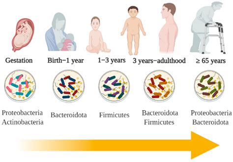 Foods | Free Full-Text | Impact of the Gut Microbiota Balance on the ...