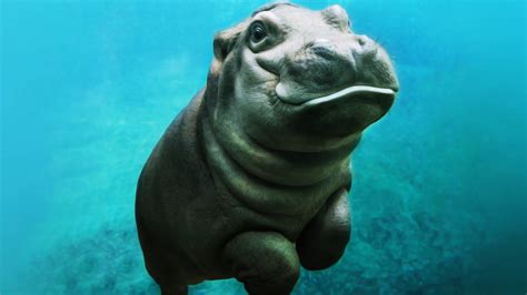 Hippopotamus HD Background Wallpaper 41831 - Baltana