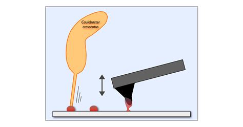 Physiochemical Properties of Caulobacter crescentus Holdfast: A Localized Bacterial Adhesive ...