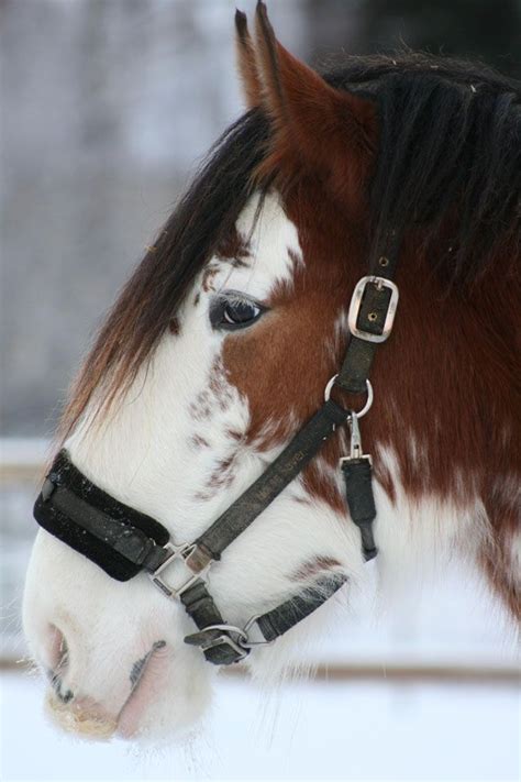 Clydesdale Horse | Draft horses, Clydesdale horses, Horses