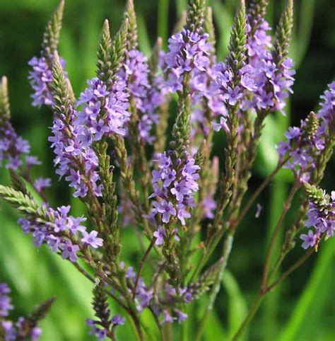 Vervain Seeds Verbena Officinalis Common Vervain Holy Wort | Etsy