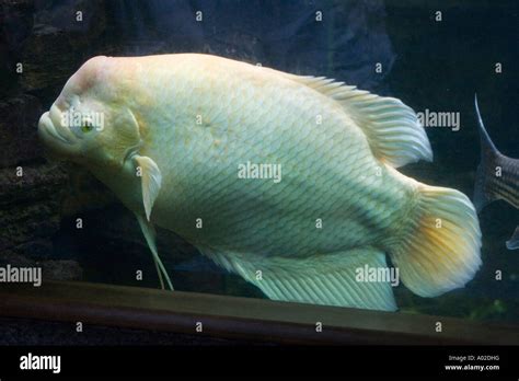 Giant gourami in an aquarium Stock Photo: 9857883 - Alamy