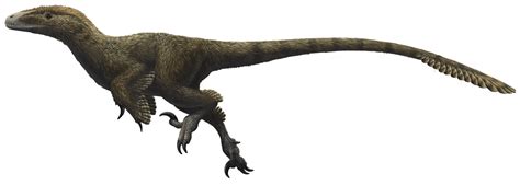 Dromaeosauridae | Theropods Wiki | FANDOM powered by Wikia