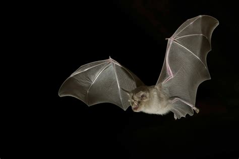 19 of the Cutest Bat Species