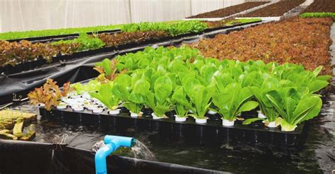 13 DIY Aquaponics Systems to Suit Any Budget