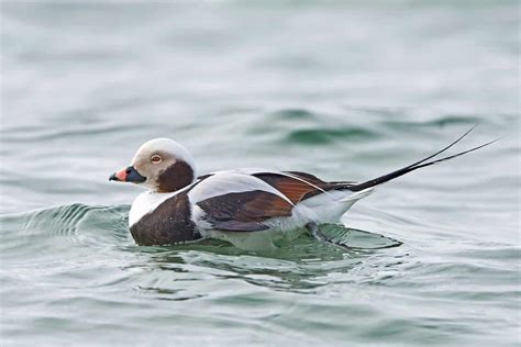 21 Ducks in Wisconsin – Explore Which Species You Can Spot!