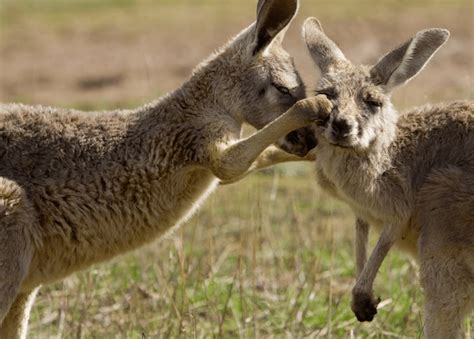 Baby Animals Playing Together