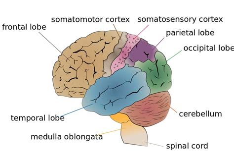 Brain Lobes | Main Parts, Functions and Anatomy of the brain