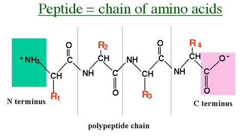 What Are Peptides? | Healthcare-Online