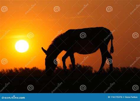 Silhouette Donkey and Sun on Sunset Stock Photo - Image of andalucia, silhouette: 116175376