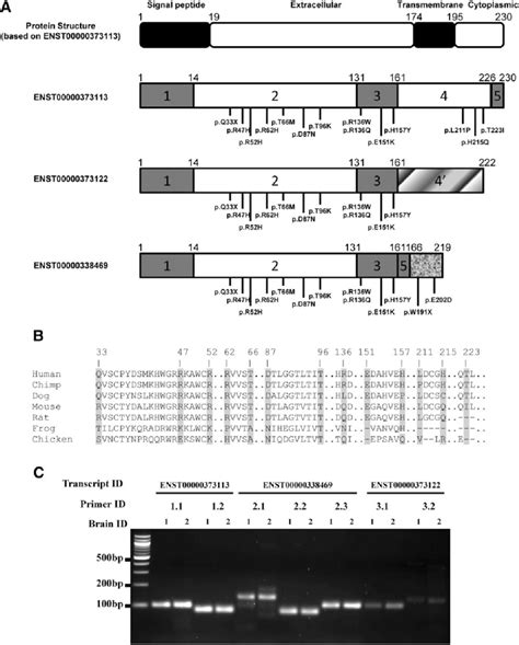 Schematic representation of protein structure for TREM2 and for the ...