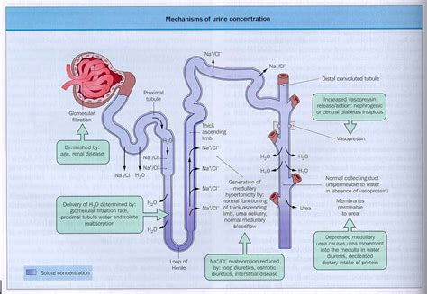 kidney physiology and anatomy | And when there is a water deficit in ...