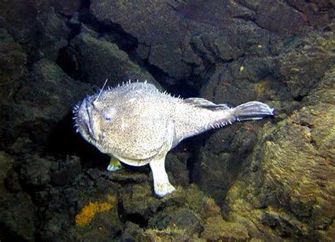 Anglerfish – "OCEAN TREASURES" Memorial Library