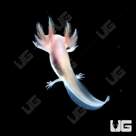 Albino Axolotls For Sale - Underground Reptiles