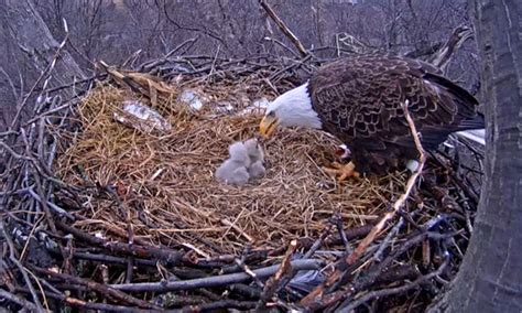 Bald eagle nest cam update: Eagles about to see human competition for those stocked trout ...