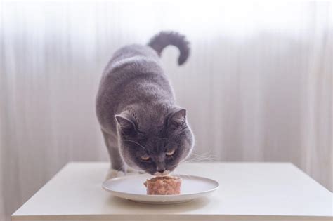 4 Best Cat Foods for Kidney Disease