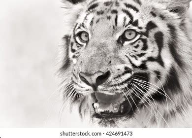 Beautiful Angry Face Royal Bengal Tiger Stock Photo 423925351 ...