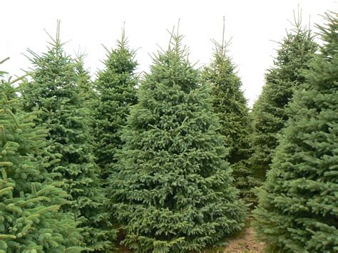 Wholesale Christmas Trees - Getty Tree Farms In Northern Michigan