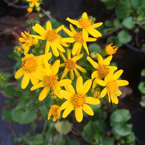 Packera (Senecio) aureus Golden Ragwort 1gallon - Mail Order Natives