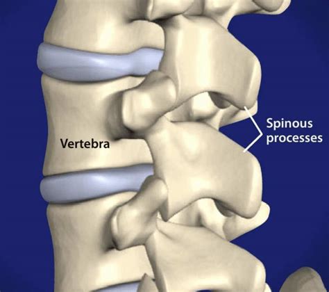 Spinous Process | What is the Spinous Process and what it does