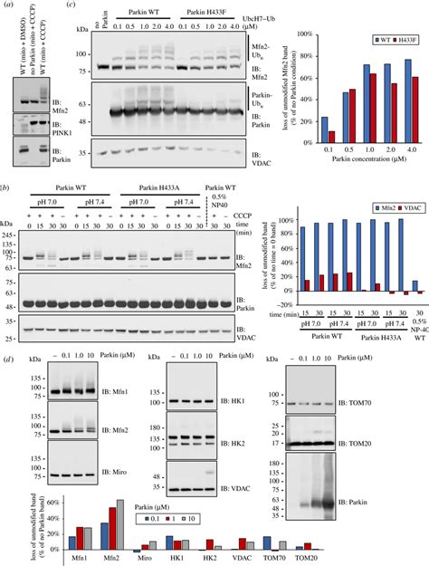 Ubiquitination assays on isolated mitochondria reveal preference for... | Download Scientific ...