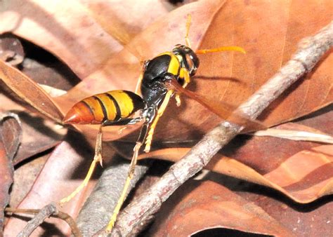 Black and Yellow Large Paper Wasp - Polistes tepidus