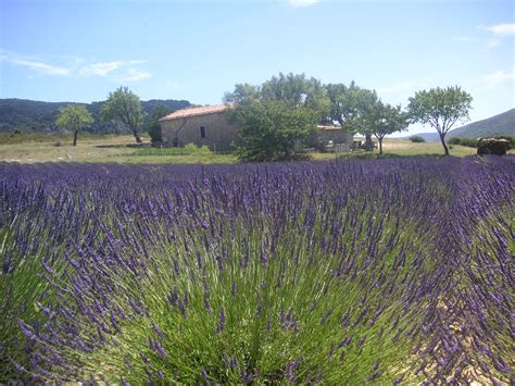 File:Lavender Field Provence France 021.JPG - Wikimedia Commons