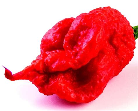 Carolina Reaper Pepper