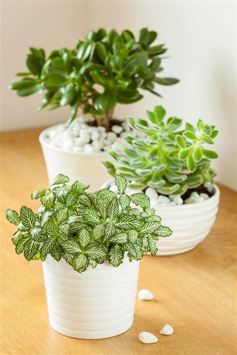 Indoor plants: 10 best house plants | Tall indoor plants, Plants, Indoor plants