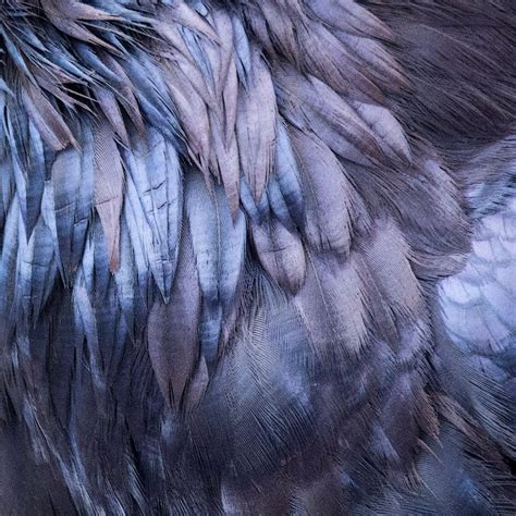 Raven Feather Close Up Throat Feathers in Glowing Blue and - Etsy UK