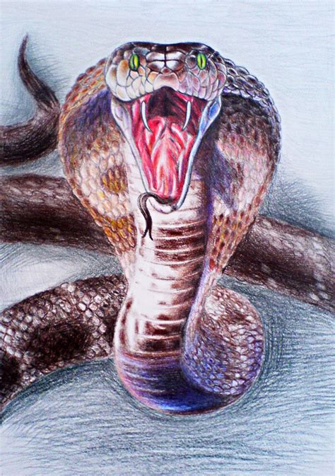 King Cobra Snake Images Drawing Hand drawing snake set wildlife snakes ...