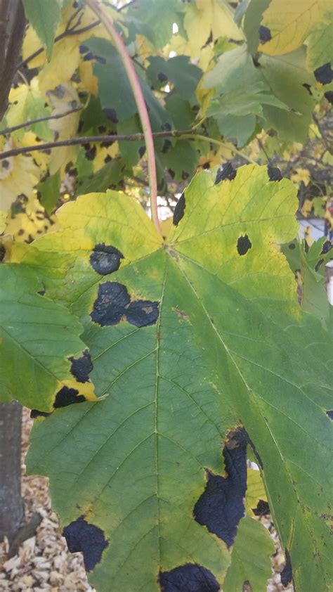 Black spots on maple leaves (Rhytisma acerinum) – CBC-Forest