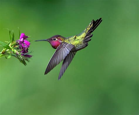 14 Proven Hummingbird Photography Tips - Birds and Blooms