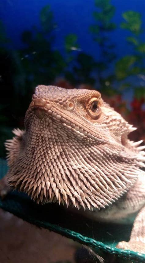 Why You Must Have A Bearded Dragon Hammock | Bearded Dragon Tank