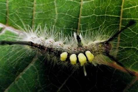 Caterpillar Identification Guide: 40 Species With Photos and Descriptions | Owlcation