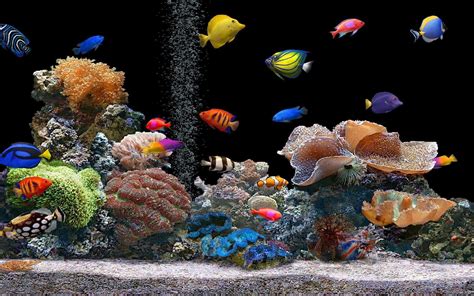 Fish Aquarium Wallpapers - Top Free Fish Aquarium Backgrounds - WallpaperAccess