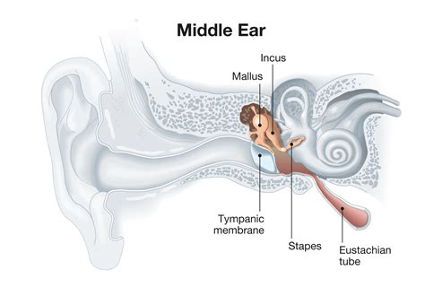 Middle Ear Cavity Anatomy