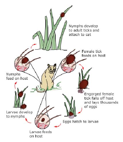 Tick Prevention for Cats • Encyclopaedia Felidae