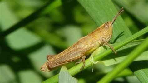 1366x768 wallpaper | beige tree hopper | Peakpx