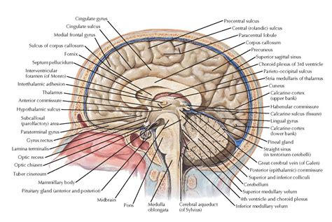 ANATOMY OF THE MEDIAL (MIDSAGITTAL) SURFACE OF THE BRAIN IN SITU - pediagenosis