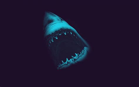 Shark teeth HD wallpaper | Pxfuel