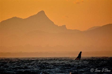 Whale breaching at sunset – view to Mt Warning Photo taken at The Pass ...