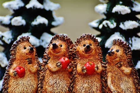 Free stock photo: Winter, Hedgehog, Apple, Cute - Free Image on Pixabay ...