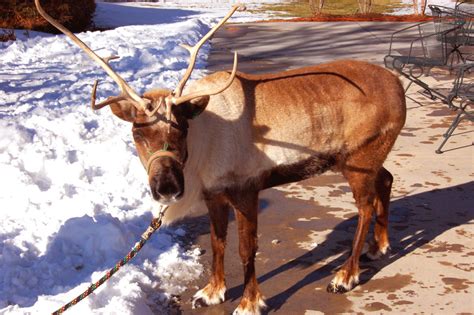 6 Deer Species That Are Kept as Pets | PetHelpful