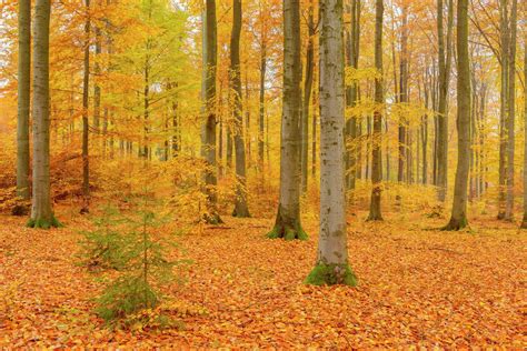 Beech Tree Forest in Autumn, Spessart, Bavaria, Germany - Stock Photo - Dissolve