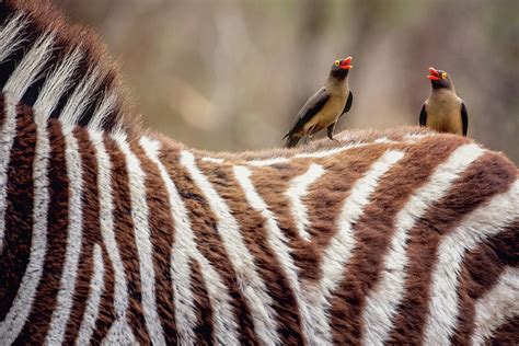 Zebra and Oxpeckers Photograph by Lauren Pretorius