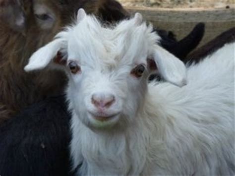 1000+ images about Cashmere Goats on Pinterest | Baby goats, Bristol and Kid